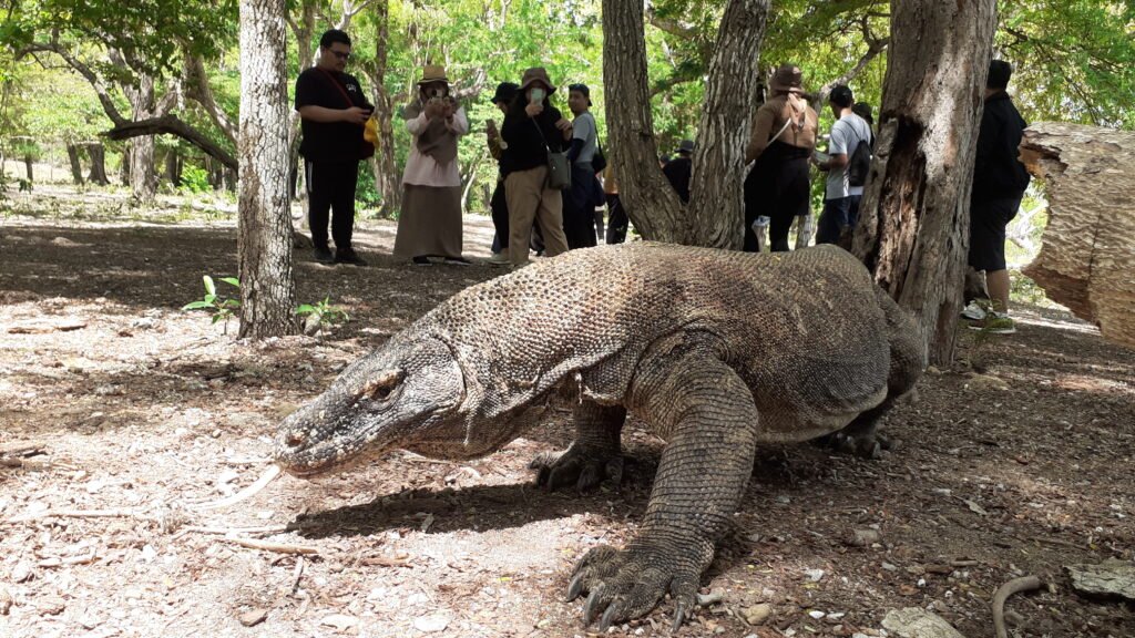 komodo dragon tour 3d2n